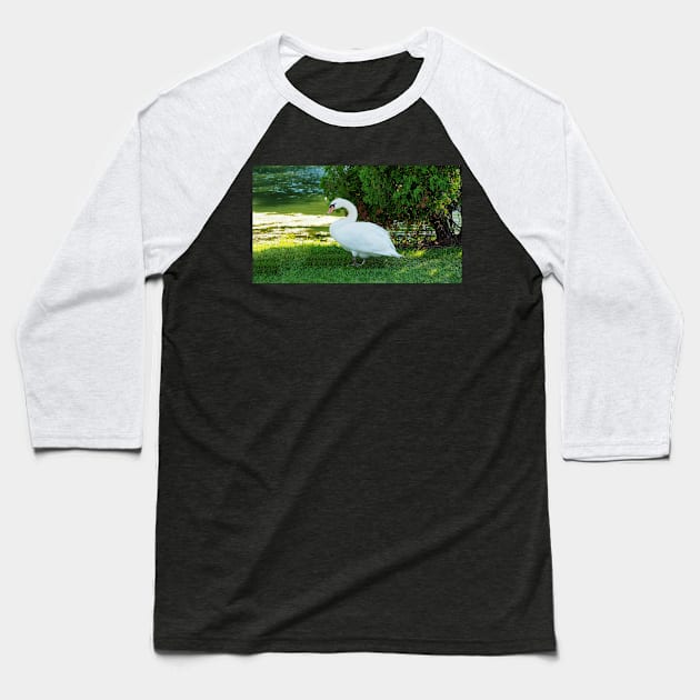 Graceful Swan Standing Under a Tree Baseball T-Shirt by BackyardBirder